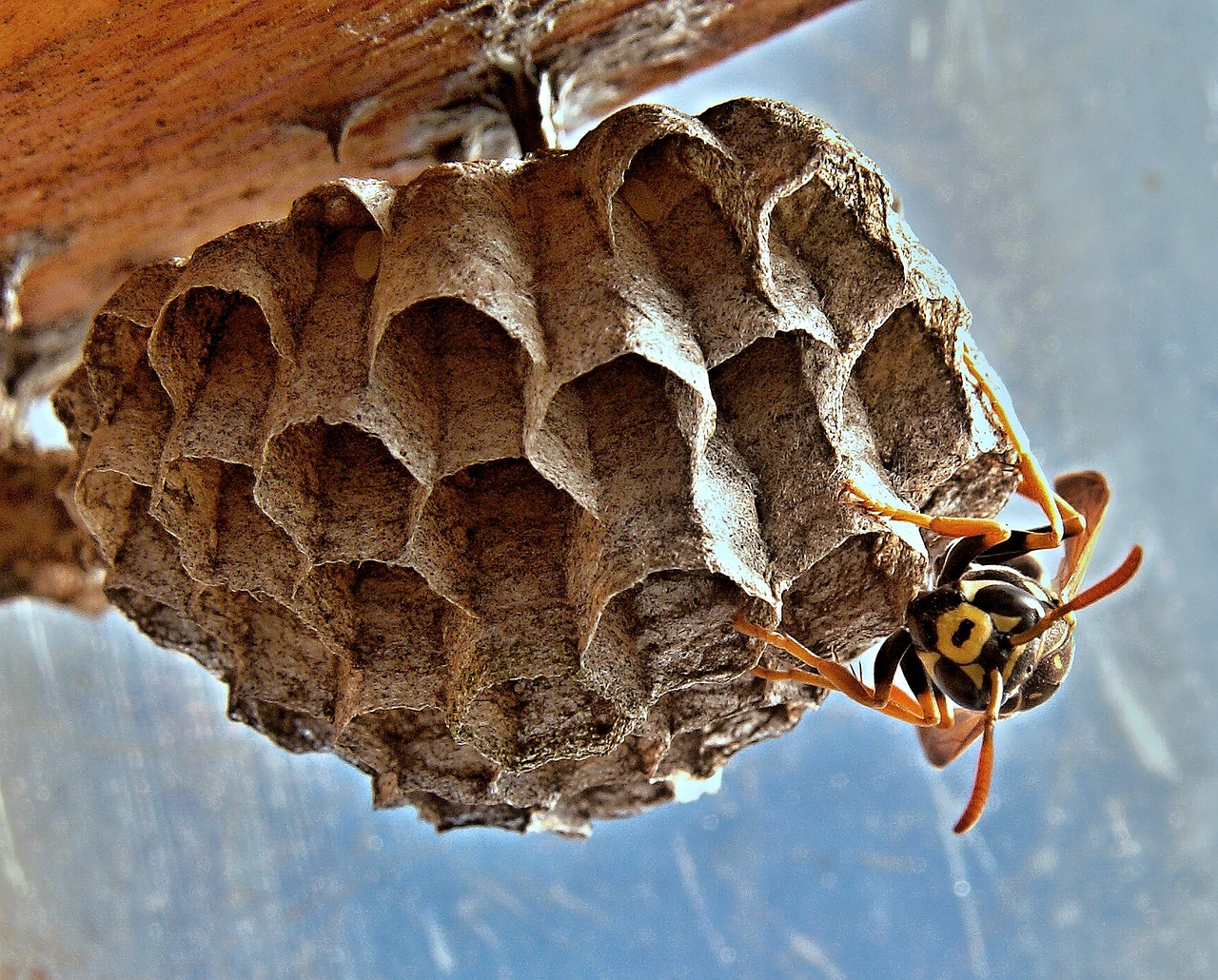 Nid de guêpe dans le toit : Comment gérer un nid de guêpe dans le toit